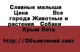 Славные малыши! › Цена ­ 10 000 - Все города Животные и растения » Собаки   . Крым,Ялта